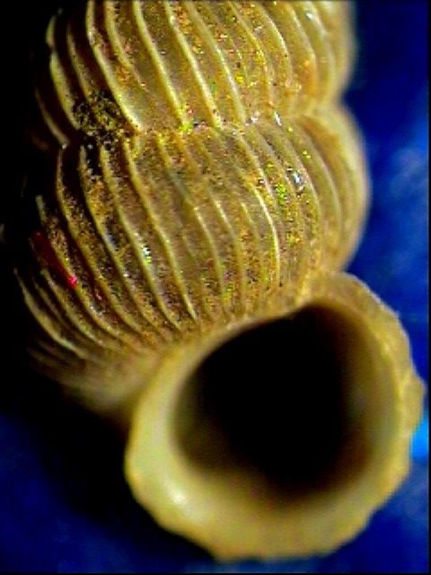 Cochlostoma montanum cassiniacum (Saint Simon in Paulucci)